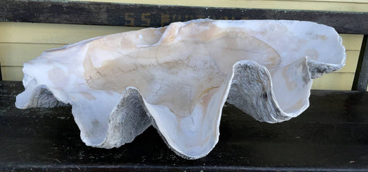 Three-foot Giant Clam Shell Tridacna Gigas 166 lbs