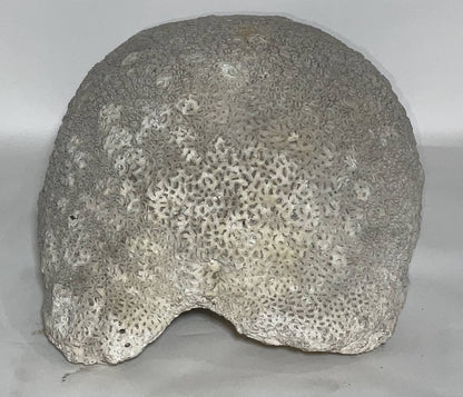 Massive Piece of Brain Coral from North River Museum in City Island, NY