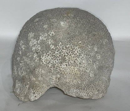 Massive Piece of Brain Coral from North River Museum in City Island, NY