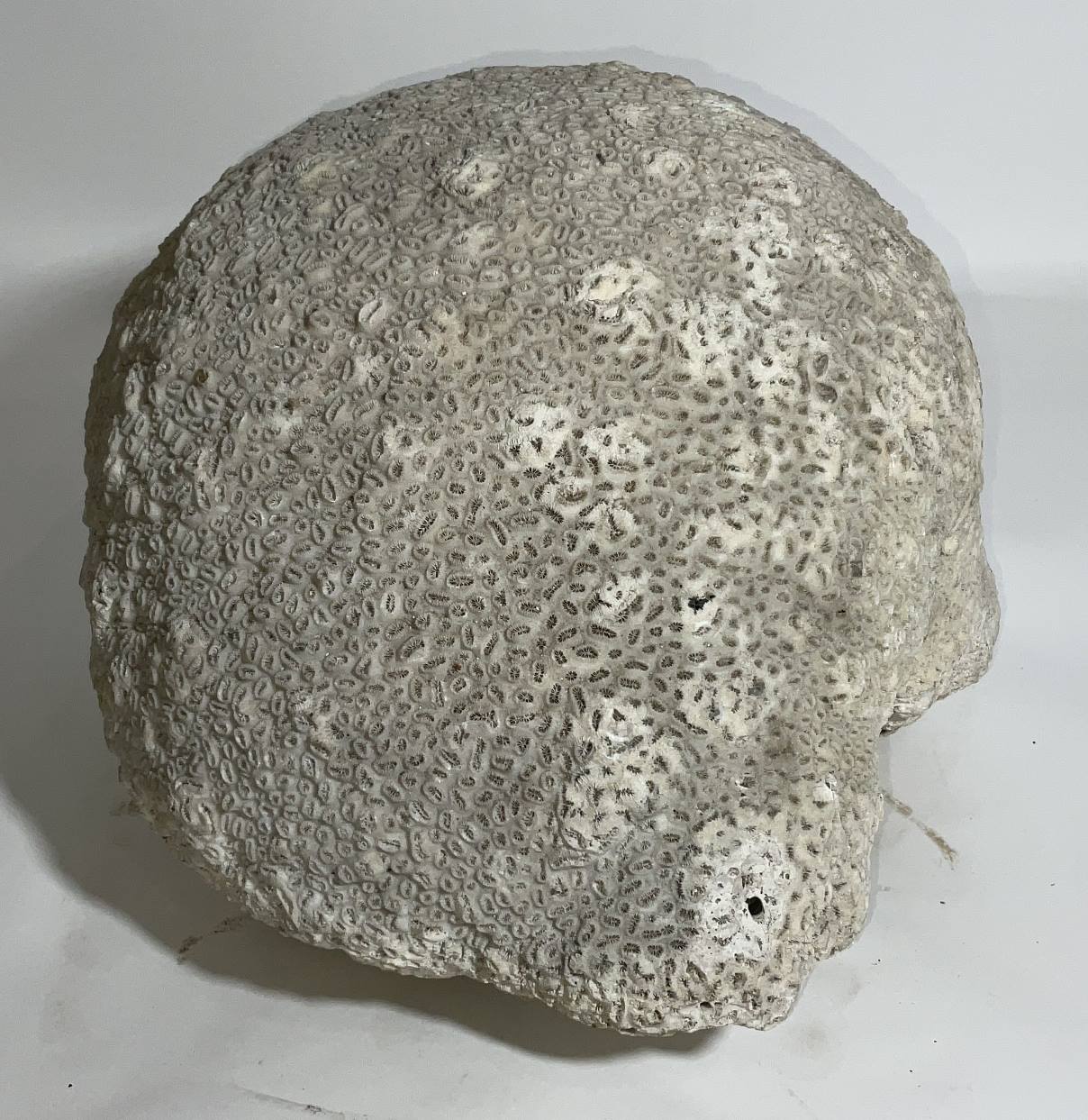 Massive Piece of Brain Coral from North River Museum in City Island, NY