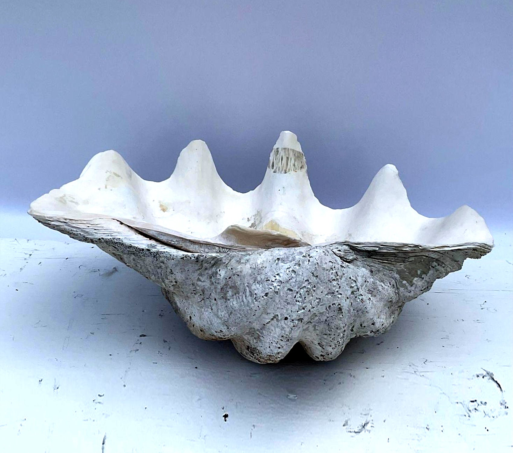 Giant Clam Shell Prop