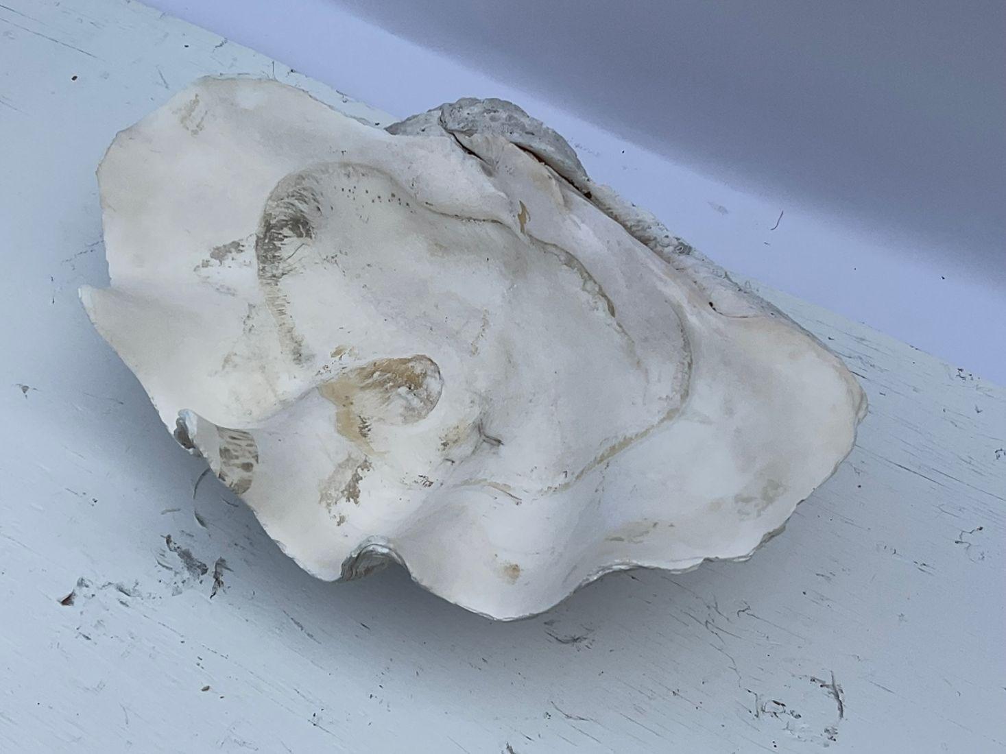 Giant Sea Clam Shell Tridacna Gigantis – Lannan Gallery